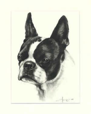 Boston Terrier 01