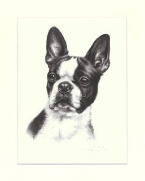 Boston Terrier 02