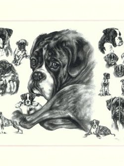 Boxer 01