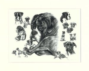 Boxer 01