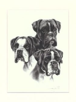 Boxer 02