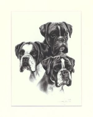 Boxer 02