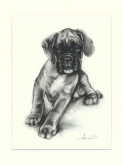 Boxer 03