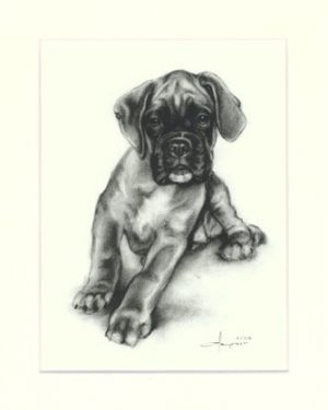 Boxer 03