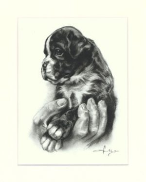 Boxer 04