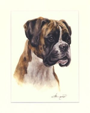 Boxer 05