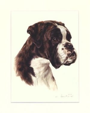 Boxer 06
