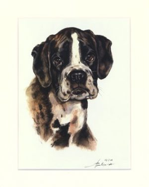 Boxer 07