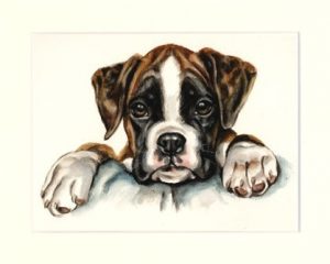 Boxer 08