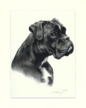 Boxer 09