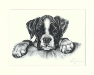 Boxer 10