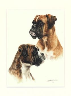Boxer 11