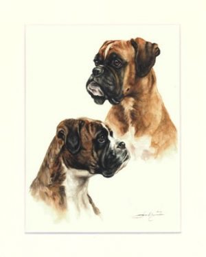 Boxer 11