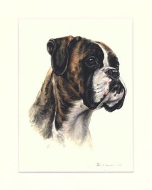 Boxer 12
