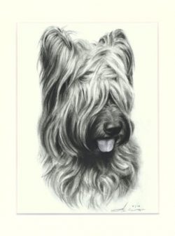 Briard 01