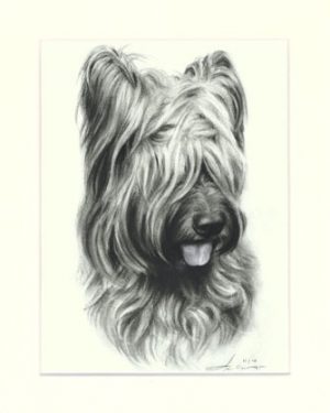 Briard 01
