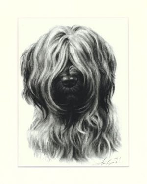 Briard 02