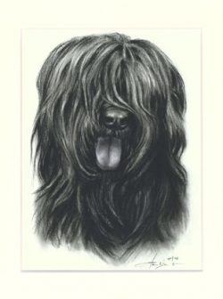 Briard 03