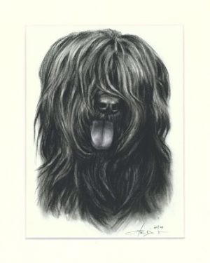 Briard 03