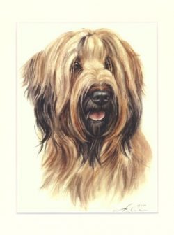 Briard 04