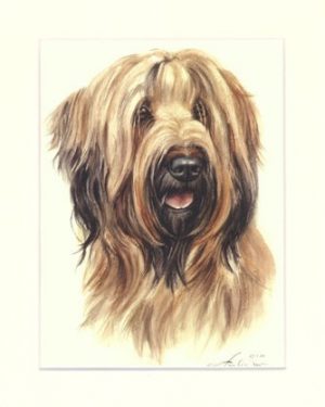 Briard 04