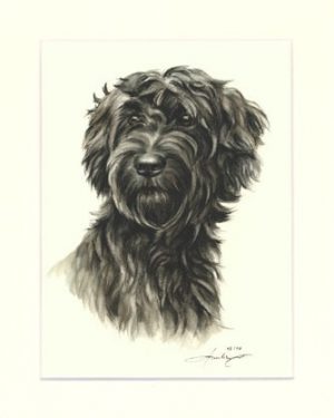 Briard 05