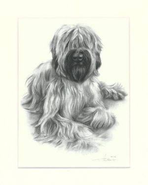 Briard 06