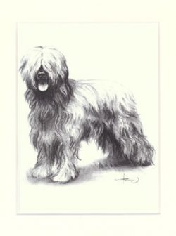 Briard 07