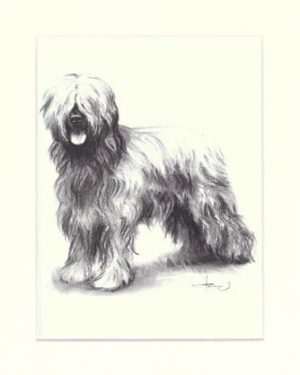 Briard 07