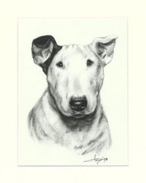 Bullterrier 01