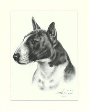 Bullterrier 02