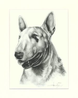 Bullterrier 03