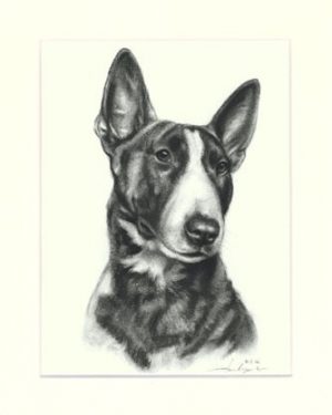 Bullterrier 04