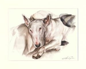 Bullterrier 05