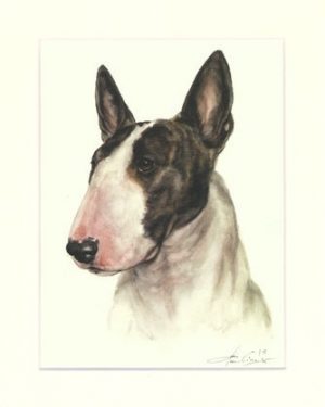 Bullterrier 06