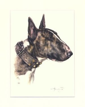 Bullterrier 07