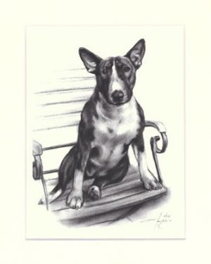Bullterrier 08