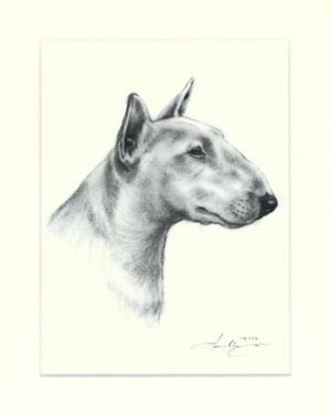 Bullterrier 09
