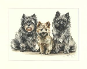 Cairn Terrier 01