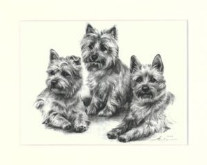 Cairn Terrier 02