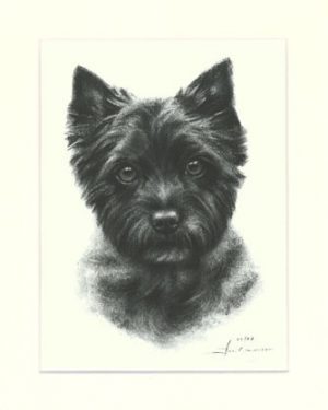 Cairn Terrier 03