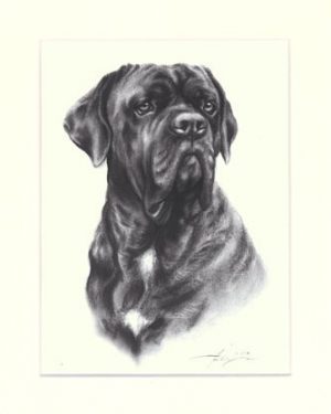 Cane Corso 01