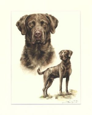 Chesapeake Bay Retriever 01