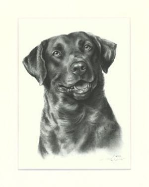 Chesapeake Bay Retriever 03