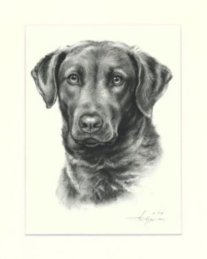Chesapeake Bay Retriever 03