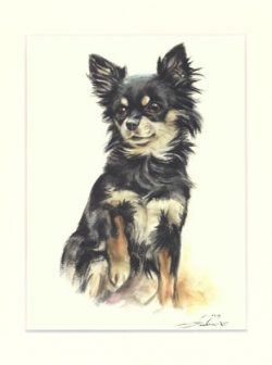 Chihuahua 01
