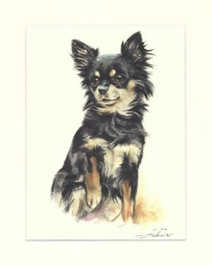 Chihuahua 01