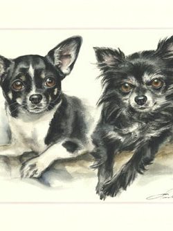 Chihuahua 02