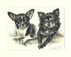 Chihuahua 02