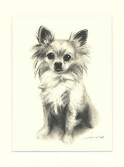 Chihuahua 03